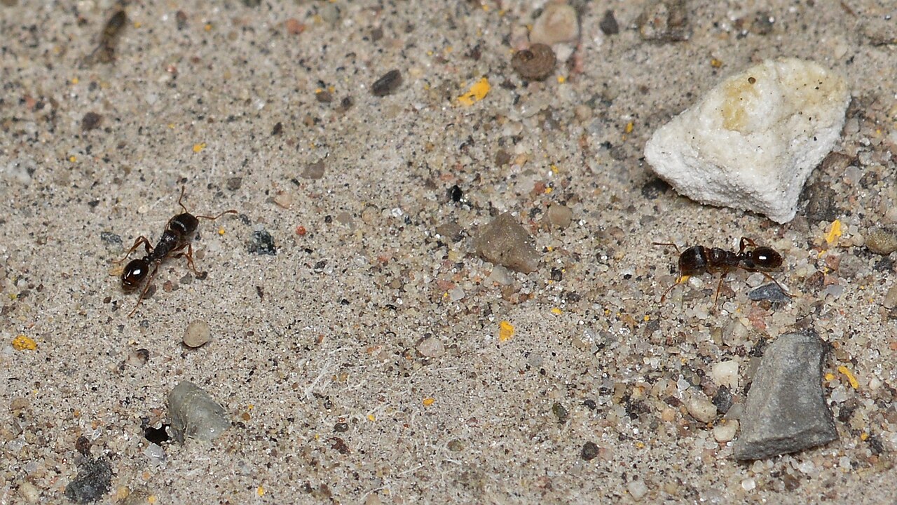 Pavement ants foraging in cracks between slabs — nests run under stone, concrete and pavers