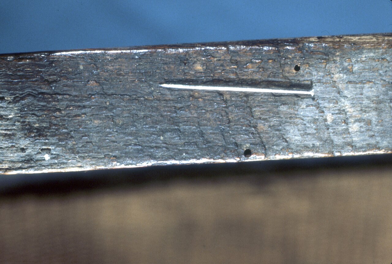 Two small round exit holes in a wooden artifact, shown next to a straight pin for scale