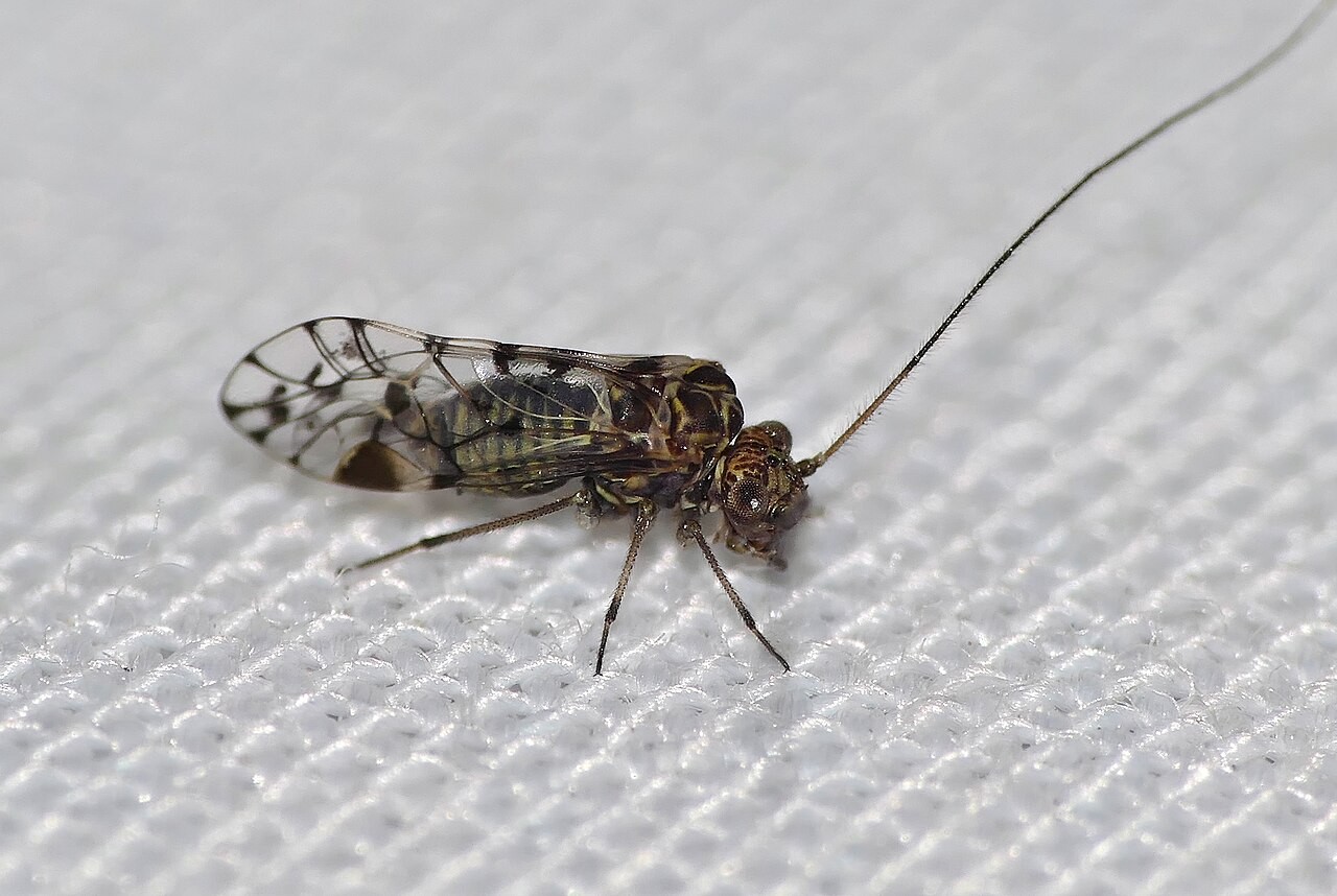 A winged psocid (barklouse) resting on fabric, showing the roof-like patterned wings and the wide head with a protruding clypeus