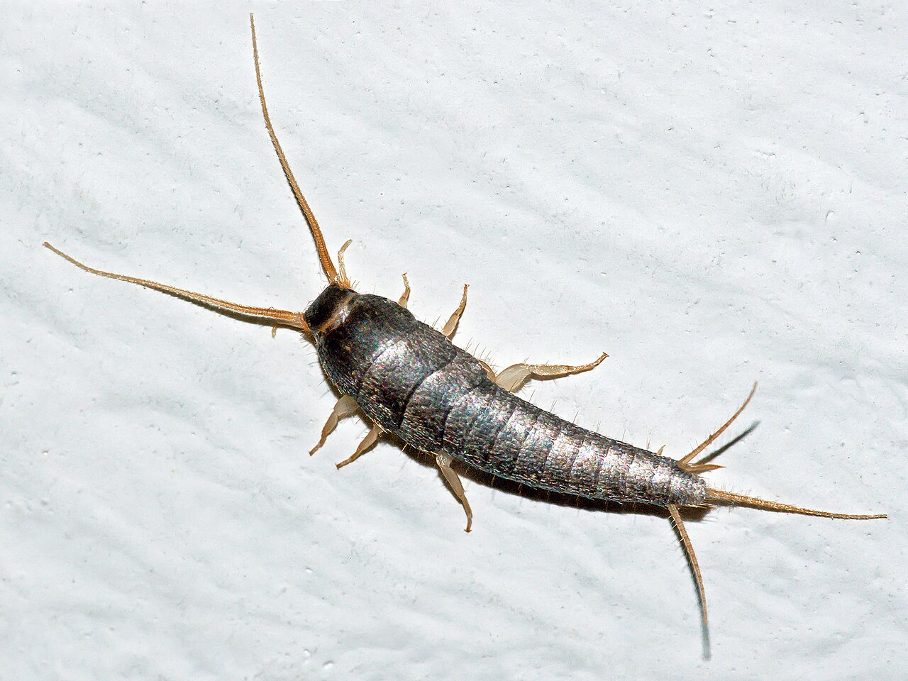 Silverfish (Lepisma saccharinum): a flat, silver-grey, fish-shaped insect with three bristle-like appendages at the tail