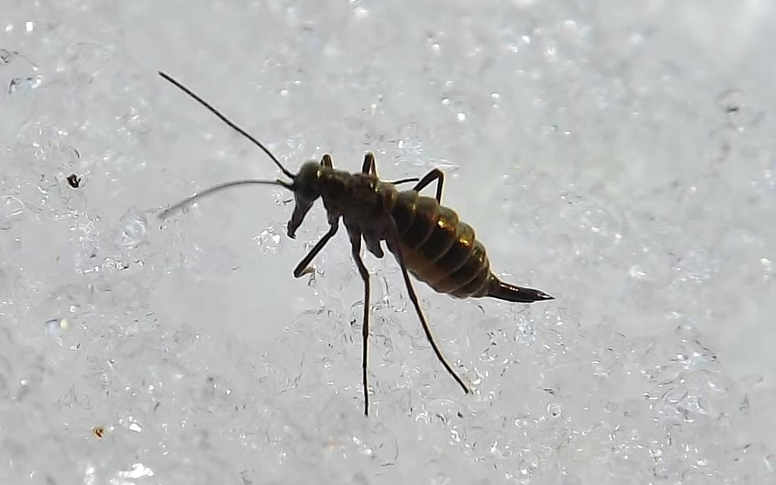A single snow flea springtail on granular snow, with the forked furcula visible at the tail