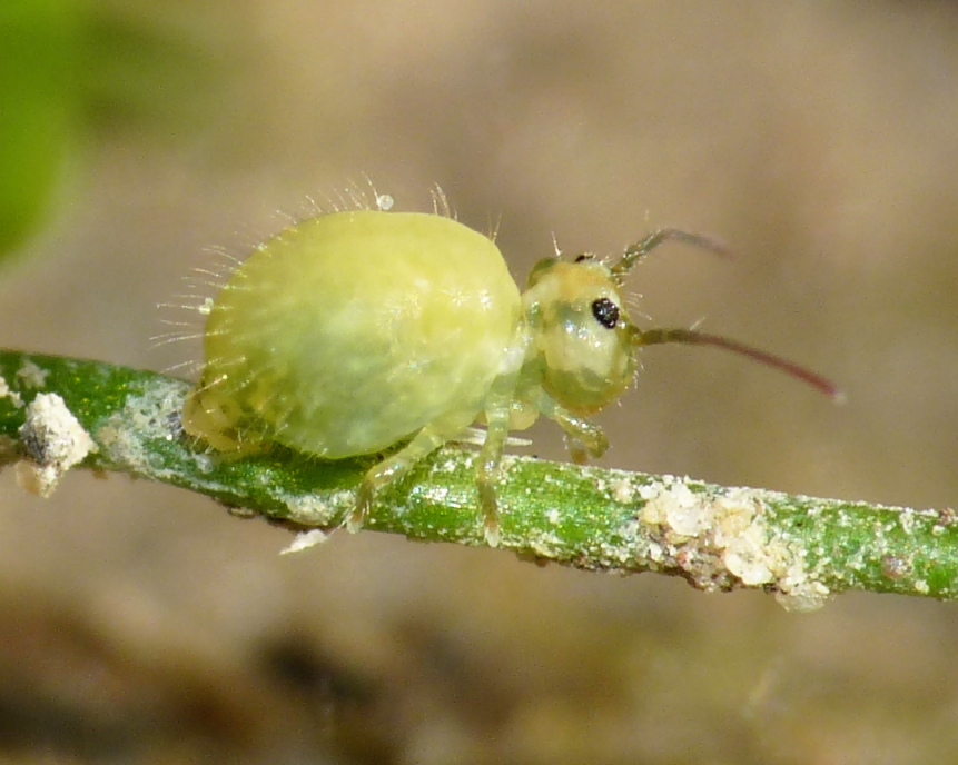 Globular springtail (Sminthurus viridis) on a plant stem — rounded body with antennae, legs and a hunched abdomen