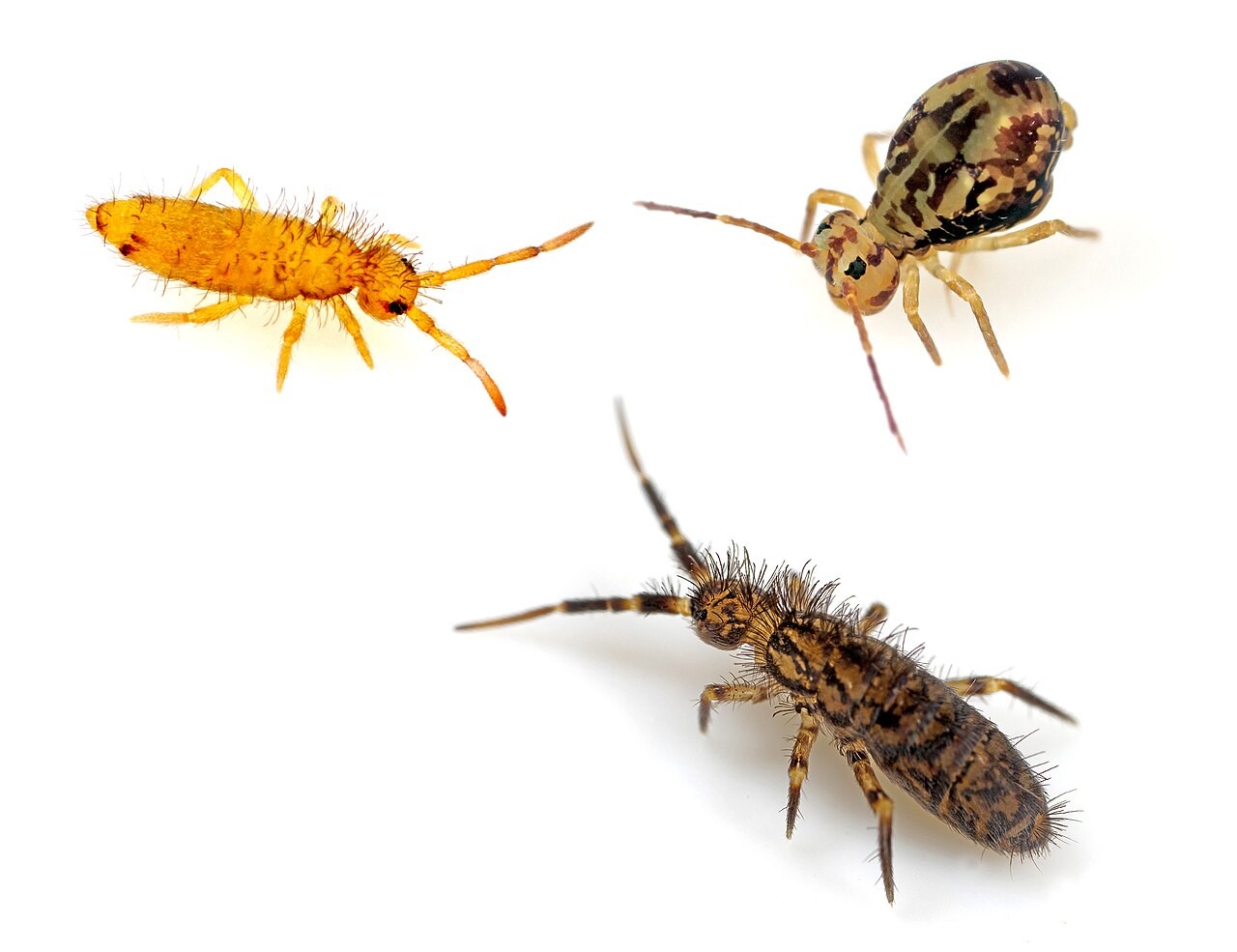 Three springtails on a white background showing two elongated species and one globular species side by side