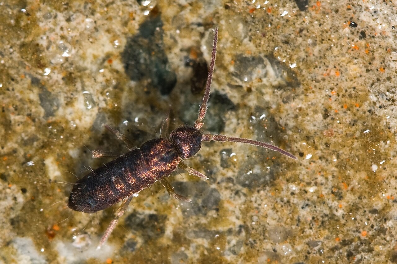 Adult springtail (Tomocerus minor) on damp soil, showing the elongated soft body and long segmented antennae