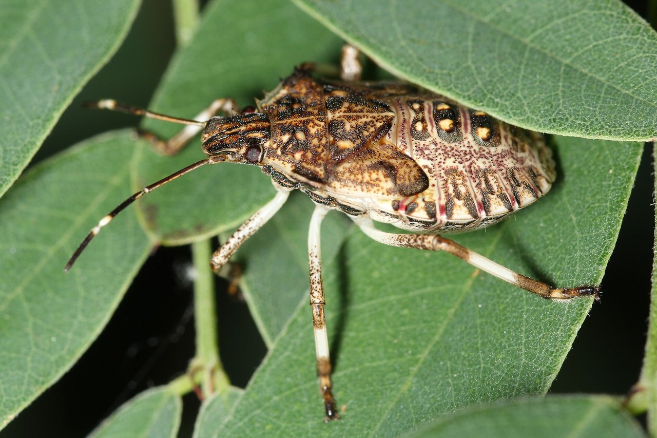 Adult brown marmorated stink bug (Halyomorpha halys) resting on green foliage