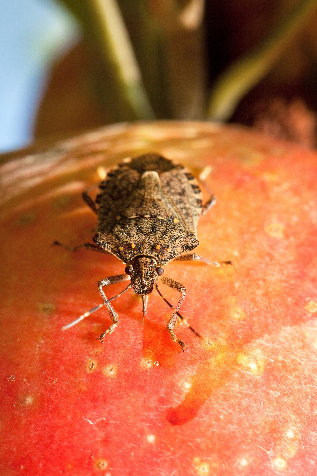 Brown marmorated stink bug feeding on a ripening apple