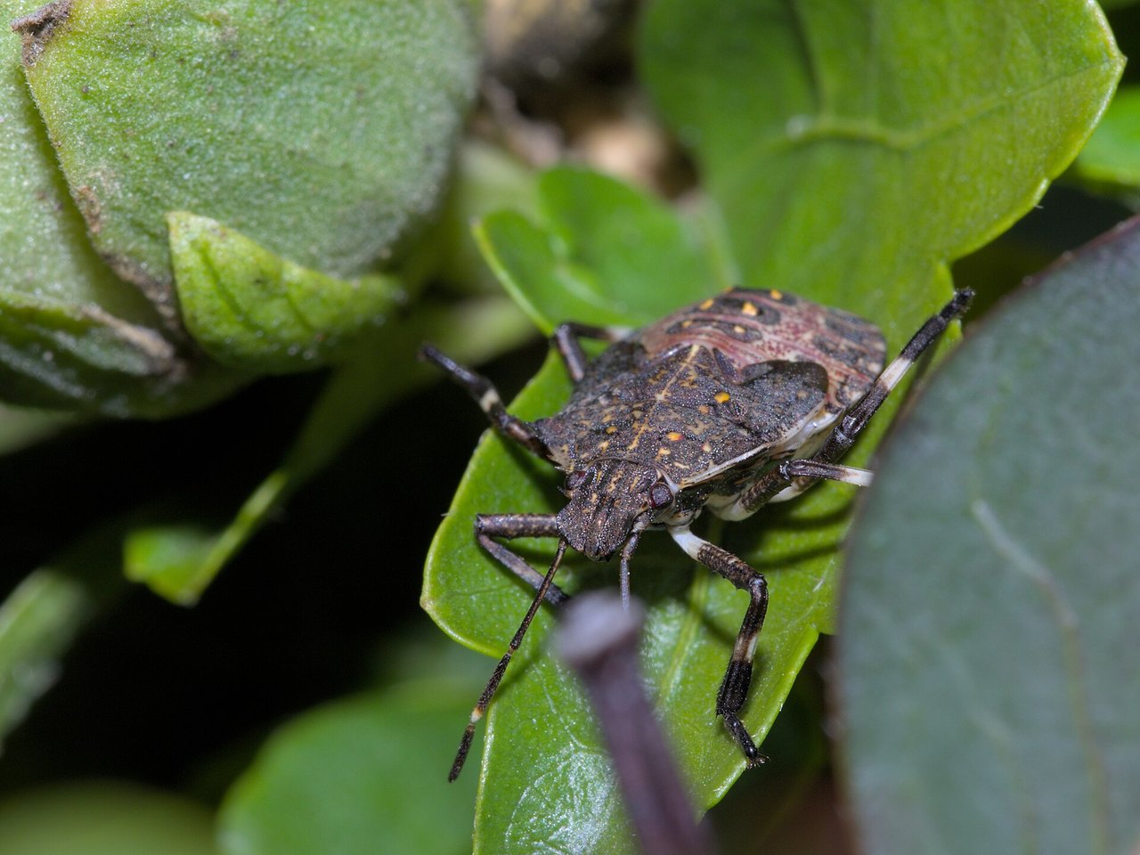 Fifth-instar brown marmorated stink bug nymph with black head and legs on a leaf