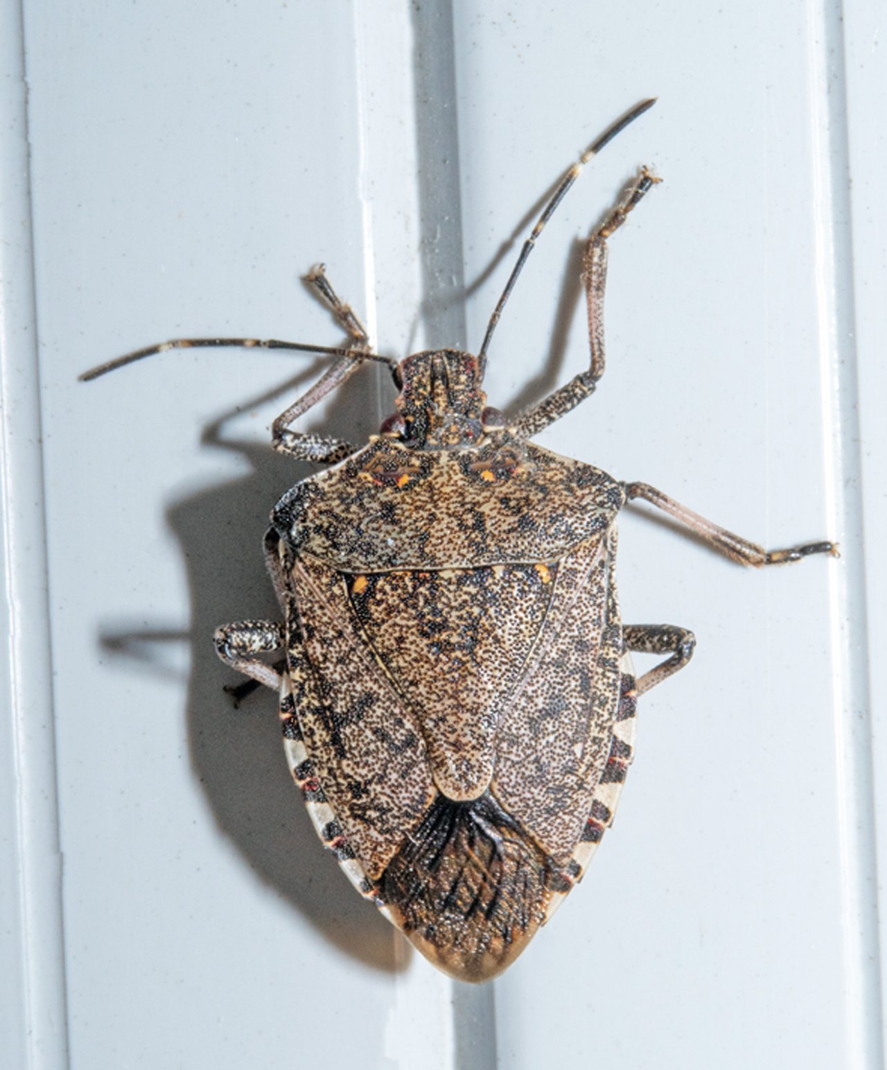Brown marmorated stink bug on a white wall indoors in autumn