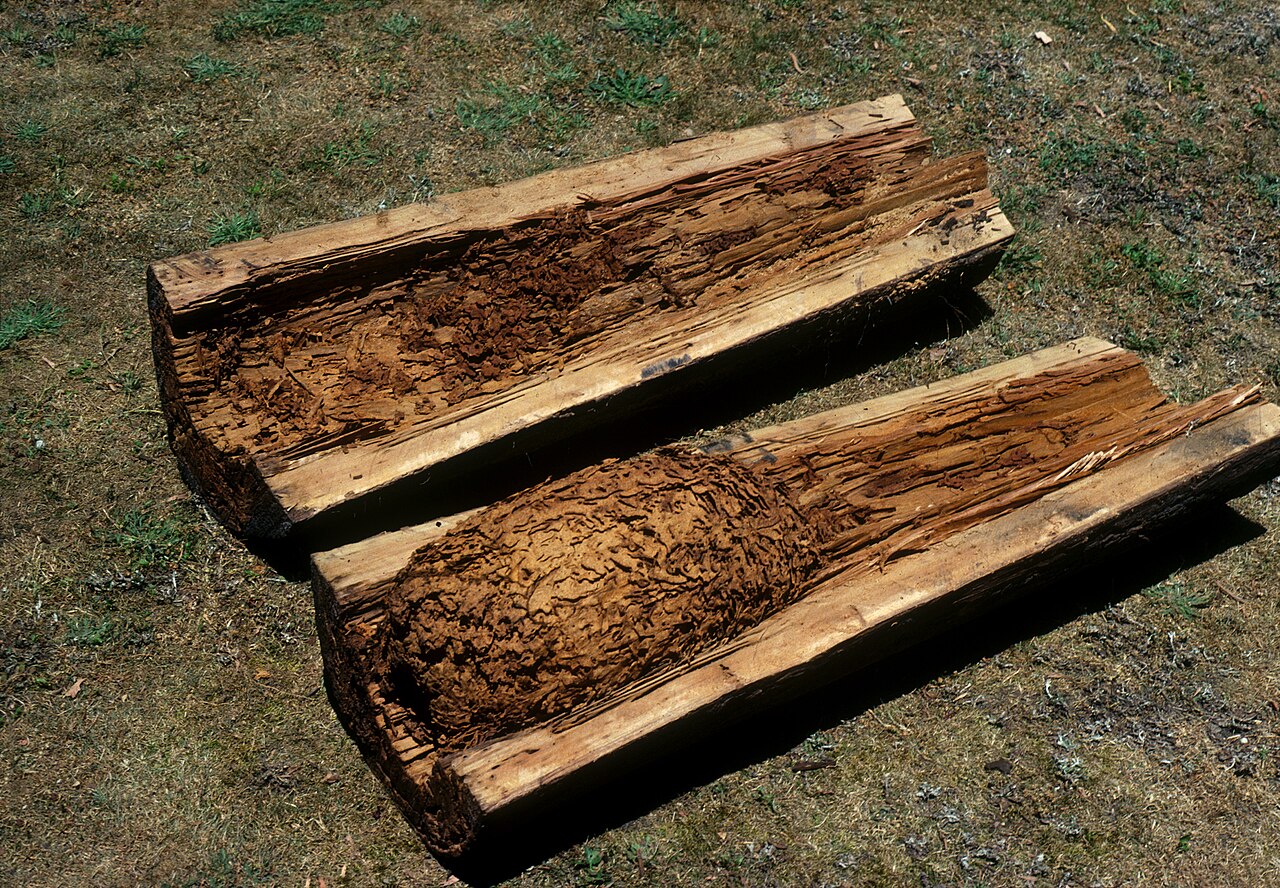 Termite-damaged wooden pole with honeycombed galleries