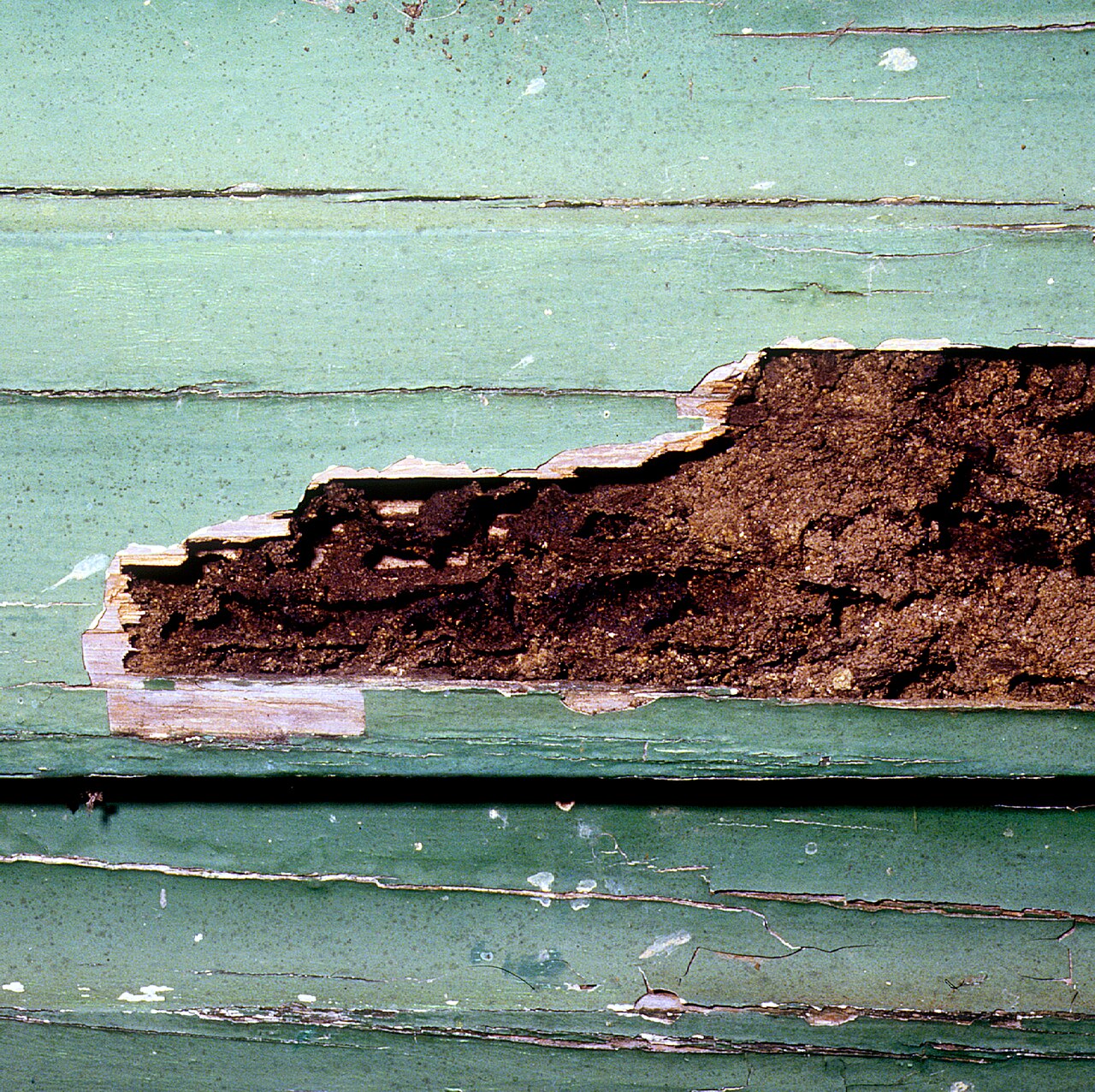 Termite-damaged weatherboard with hollowed galleries