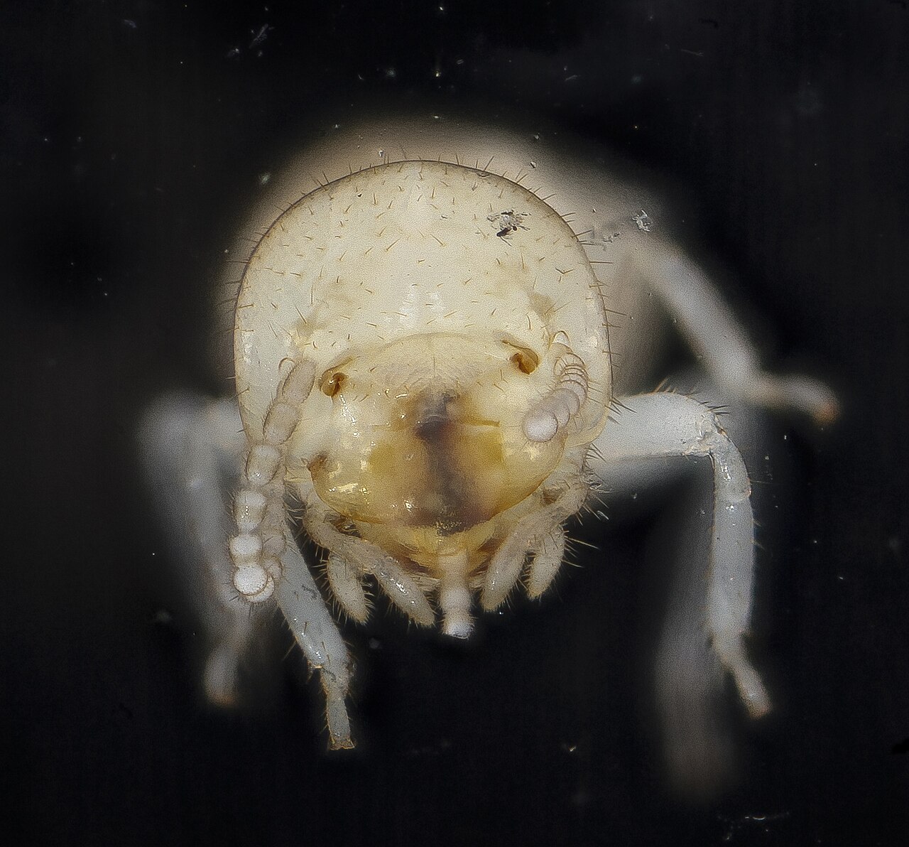Eastern subterranean termite worker (Reticulitermes flavipes) — straight bead-like antennae and a uniform body with no waist