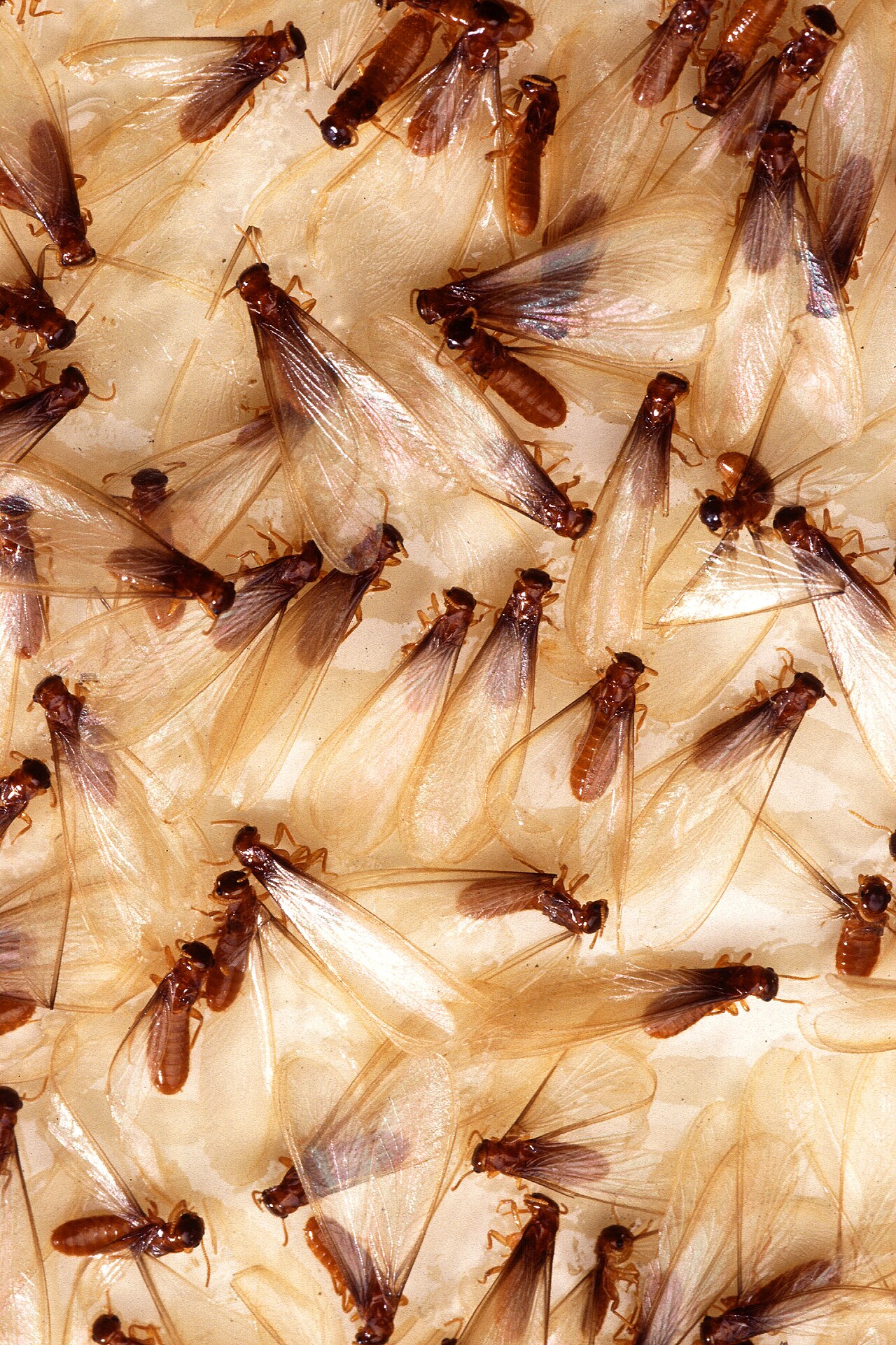 Winged termite alates (swarmers)