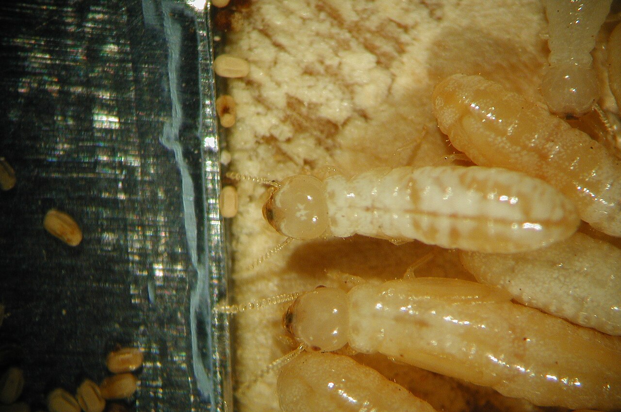 Termite workers (Cryptotermes domesticus) on wood — pale, soft-bodied, waistless insects that stay hidden inside galleries