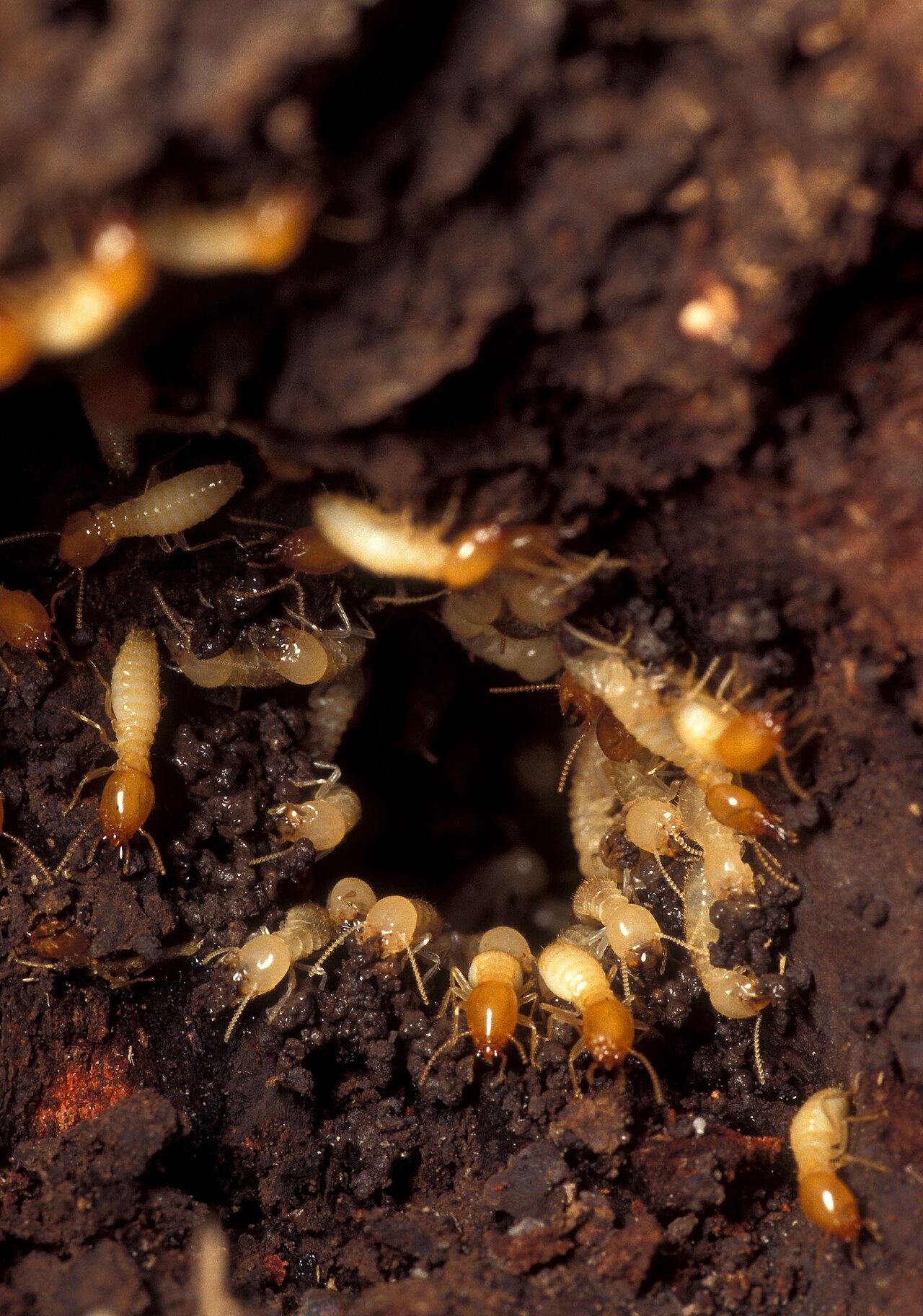 Worker termites swarming over damaged wood