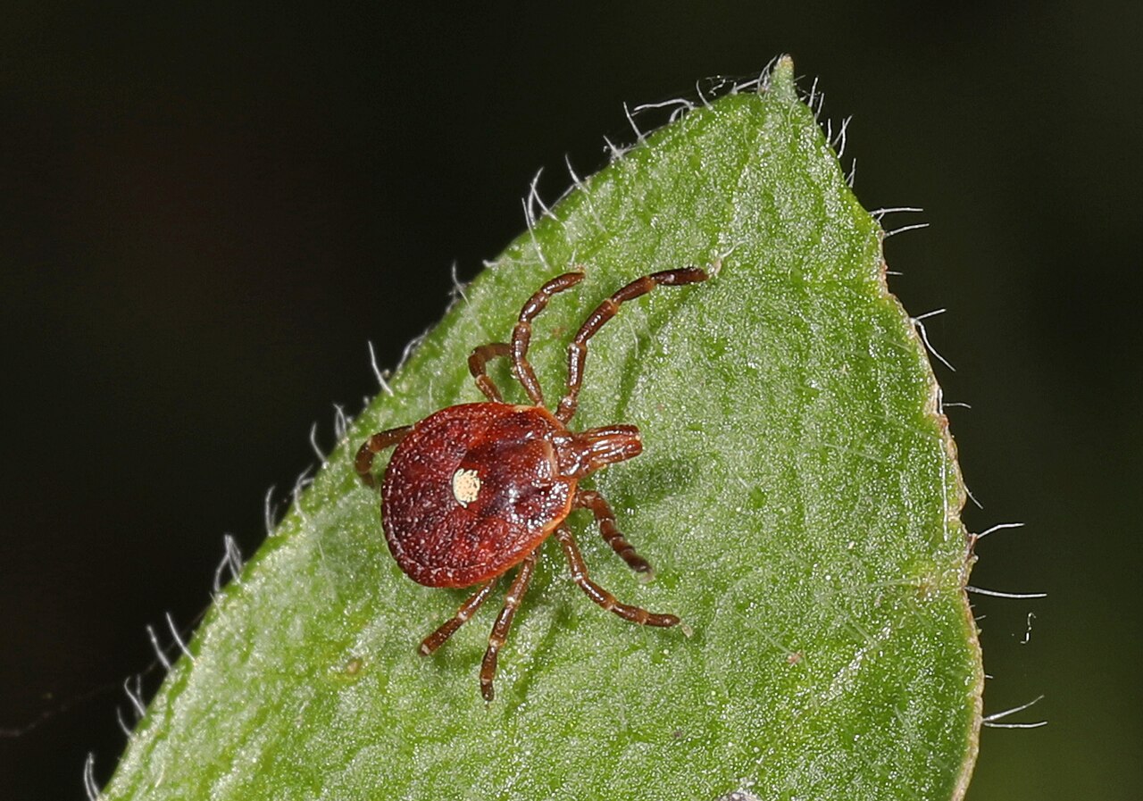 Lone star tick (Amblyomma americanum) on a green leaf — adult female with the white spot on her back