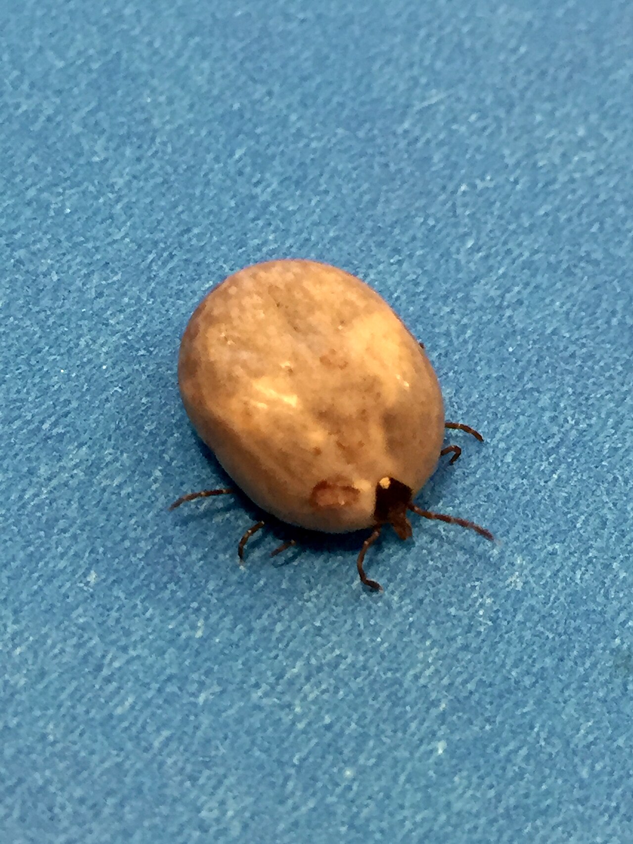 Engorged lone star tick — a fully fed tick swells to several times its unfed size