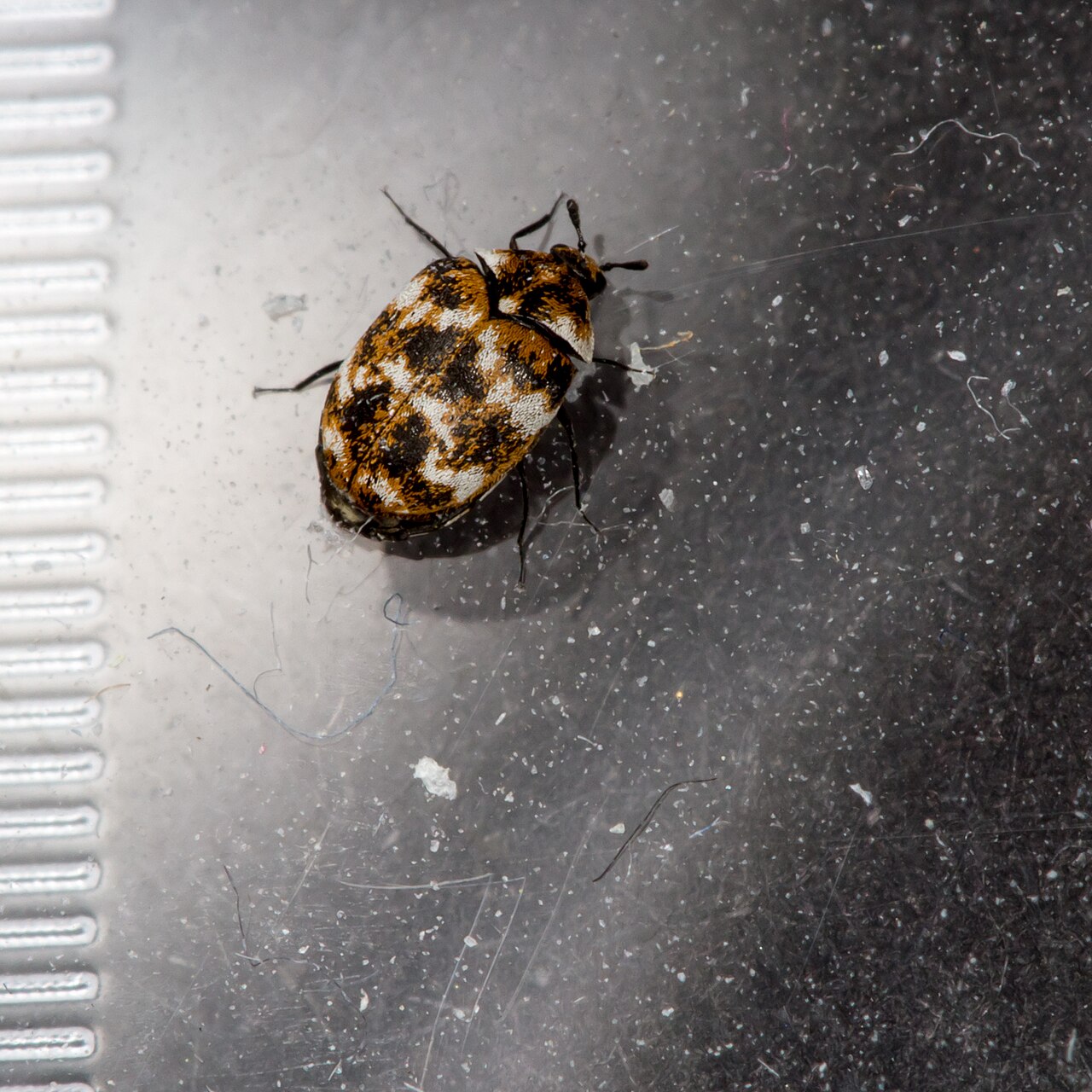 Adult varied carpet beetle (Anthrenus verbasci) showing the mottled pattern of white, brown and dark-yellow scales on its wing covers