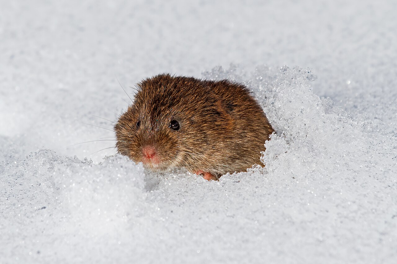 Eastern meadow vole emerging from a tunnel opening in snow, showing the blunt snout, small hidden ears and brown grizzled fur