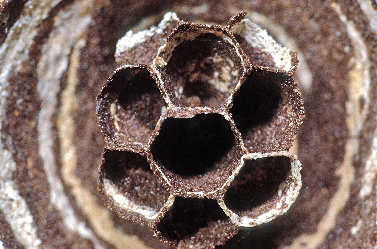 Paper wasp nest under construction — open paper cells attached beneath a surface