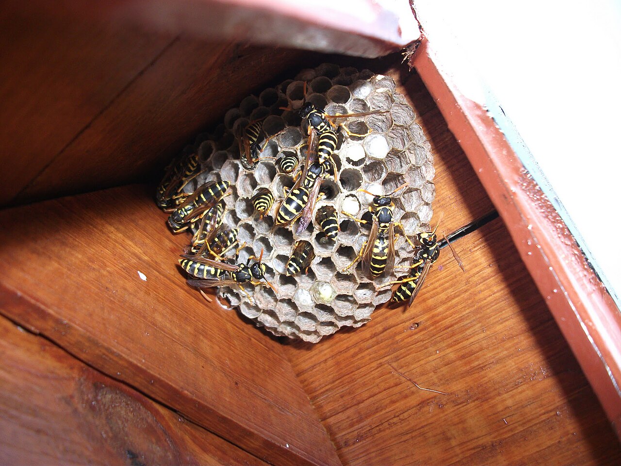 European paper wasp nest showing the single open comb of cells attached under a sheltered surface