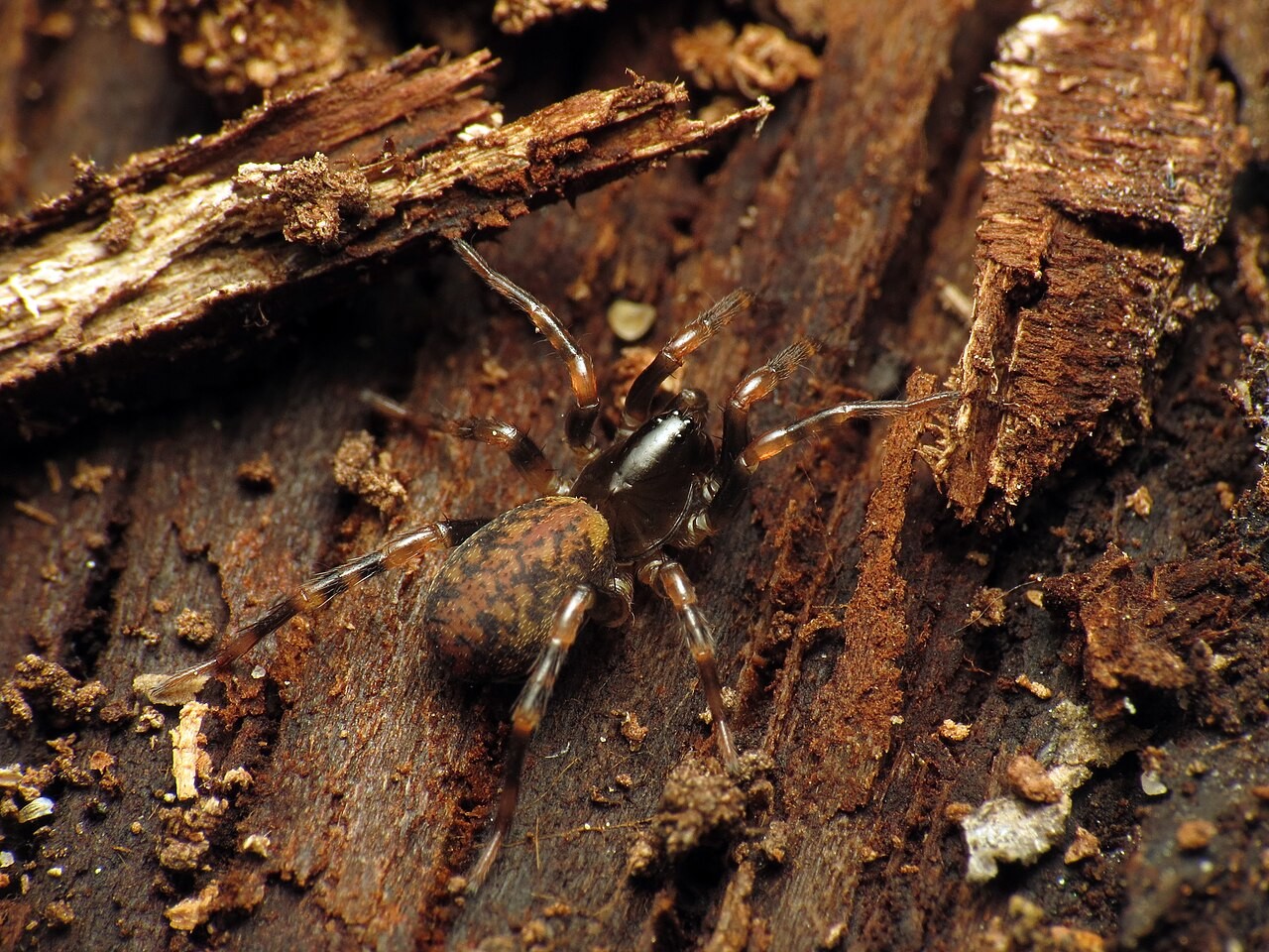 Wolf spider on weathered wood, showing the banded legs and the posture of a hunting spider that does not build a catching web